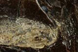 Polished Dinosaur Bone (Gembone) Section - Utah #151440-2